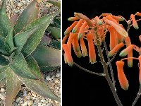 Aloe striata hybr ©JLcoll.4872.jpg